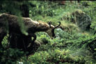 <center>
L'ambiance est douce. Ce mâle descend lentement à travers<br>
la végétation et traverse le sentier sur lequel je me trouve. chamois mâle grand paradis alpes 